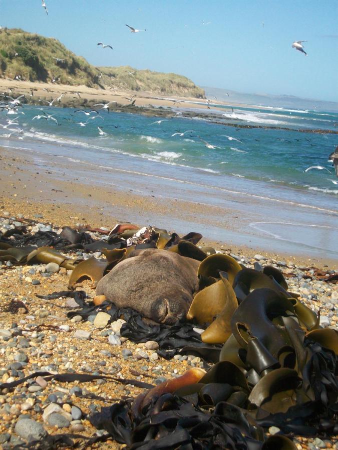 Catlins Retreat B & B Owaka Εξωτερικό φωτογραφία